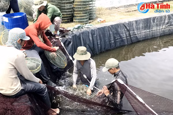 nghi xuan thu hoach hon 100 tan tom vu dong