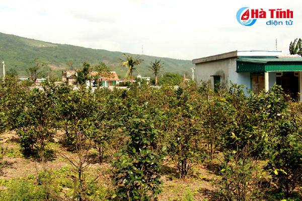 nguoi trong mai canh ha tinh nguy co that thu hang ty dong