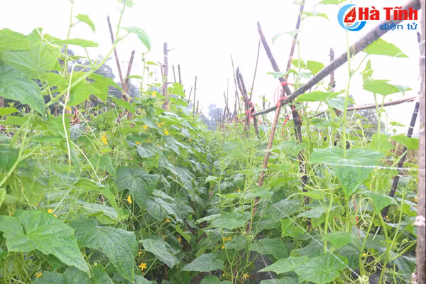 giam doc 9x voi co nghiep tien ty o vung nui huong son