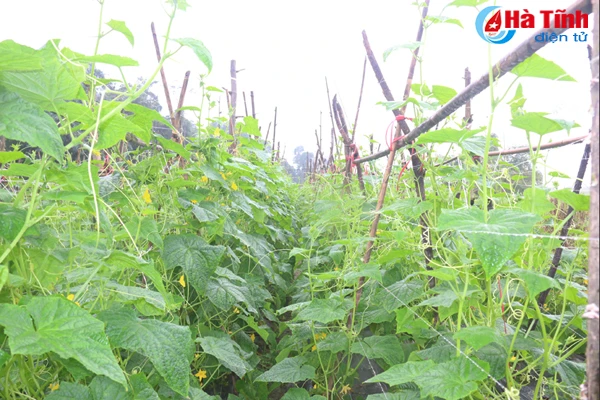 giam doc 9x voi co nghiep tien ty o vung nui huong son