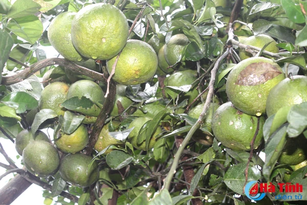 da mat voi nhung vuon cam tren dat ky thuong