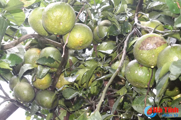 da mat voi nhung vuon cam tren dat ky thuong