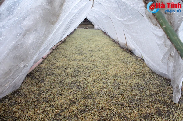 doc dao gieo ma tren san nha de chong ret o vung thuong ky anh