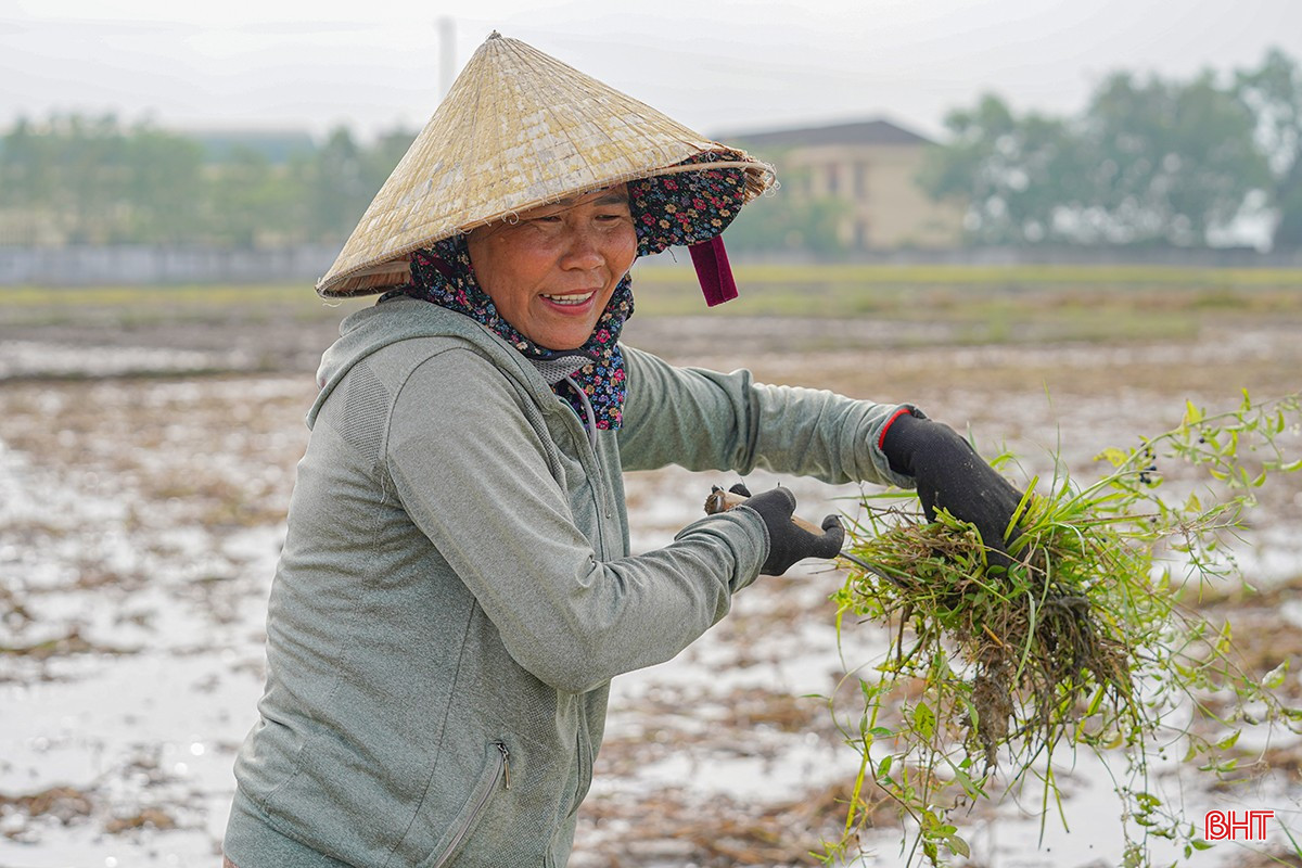 数日間の雨の後、土地の準備は順調に進みました。春の収穫後は、雑草の生育を抑え、害虫や病気の発生源を駆除するために、すぐに耕作をしなければなりません。2ヘクタールの田んぼを持つ一家は、機械を借りて80%の面積を耕しました。「今週末には耕作を終わらせたいと思っています」と、トンニャット村の住民であるグエン・ティ・フックさんは語りました。 bqbht_br_1dsc02690.jpg