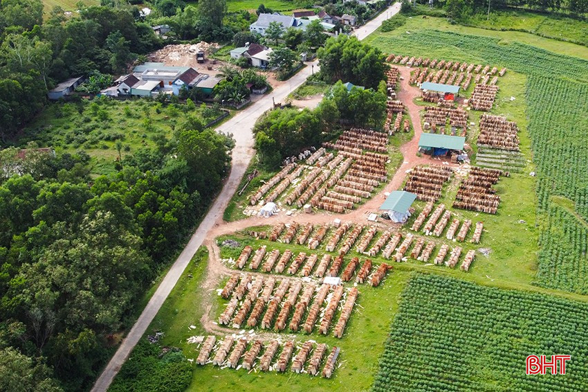Einige Haushalte nutzen das fruchtbare Land in der Nähe der Straße, um Flächen an Fabriken zur Herstellung von Holzplatten zu vermieten. bqbht_br_1dji-0145.jpg