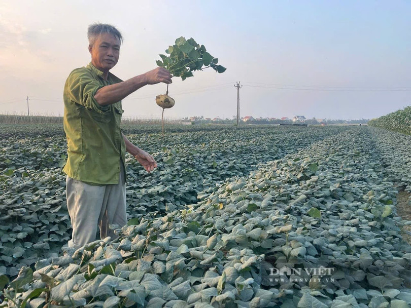 Hạt củ đậu khi đưa vào cơ thể gây ra ngộ độc. Ảnh: TT