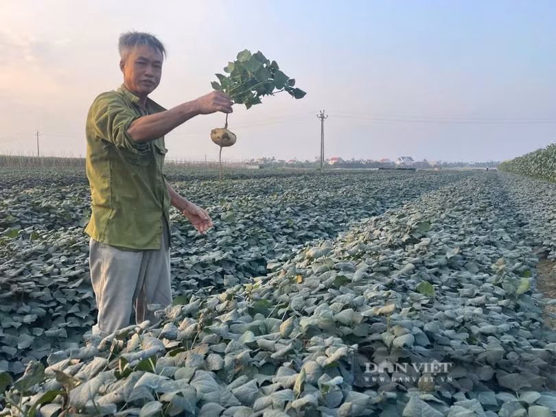 Hạt củ đậu khi đưa vào cơ thể gây ra ngộ độc. Ảnh: TT
