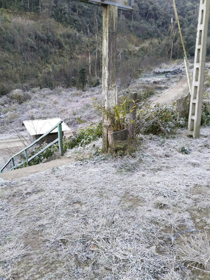 Ông Và Chá Xà, Chủ tịch UBND xã Mường Lống cho biết, sáng nay (13/1) khắp các bản làng tại xã Mường Lống đã xuất hiện băng giá, khiến cho đời sống của bà con gặp khó khăn khi đi ra đường.