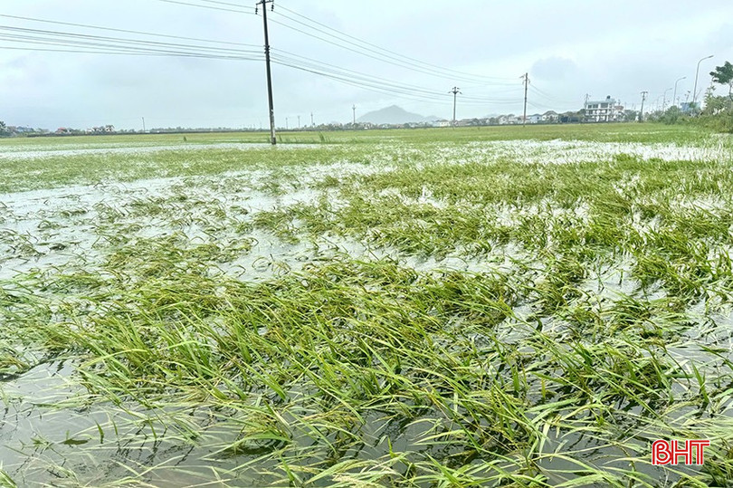Những cánh đồng lúa ngập úng ở thôn Triều Sơn, xã Mai Phụ. bqbht_br_nhung-canh-dong-bi-ngap-sau-lua-moi-tro-bong-bi-do-gay-o-thon-trieu-son-xa-mai-phu.jpg