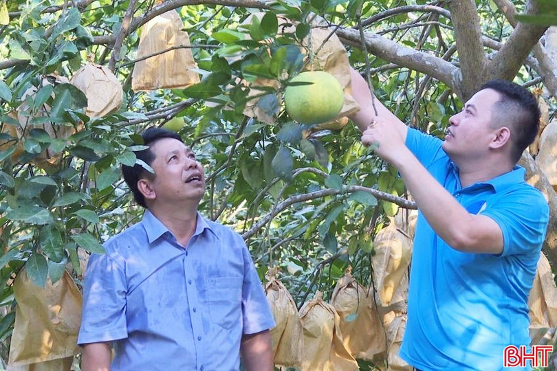 ចំការក្រូចថ្លុងរបស់លោក Cao Viet Thao ឃុំ Phuc Trach ខេត្ត Ha Tinh 2-8819.jpg