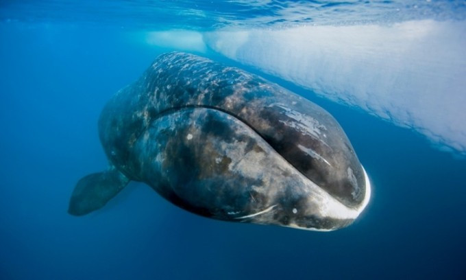 Cá voi đầu cong là động vật có vú sống lâu nhất thế giới. Ảnh: Paul Nicklen