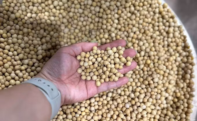 Không nên tiêu thụ quá nhiều đậu nành. Ảnh: Anh Chi