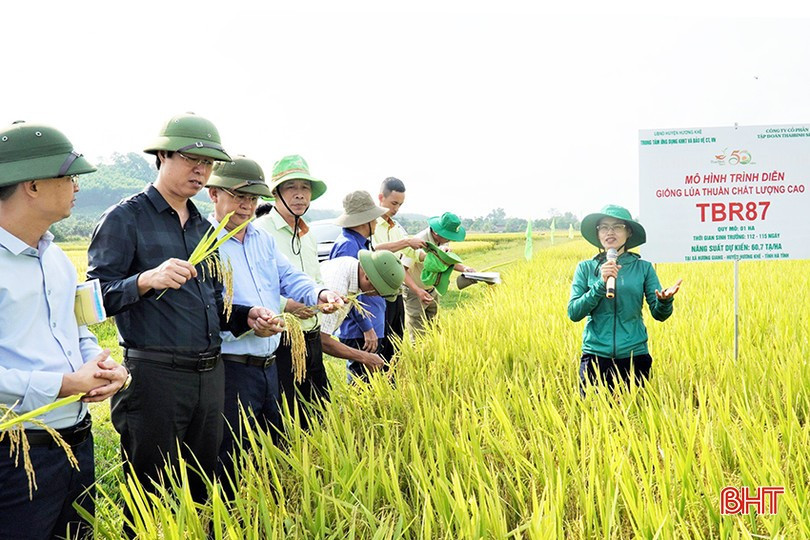 Đội ngũ khuyến nông đang được tổ chức ở 3 tầng (Ảnh; DT). image-4845.jpg