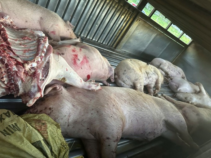 Lợn chết nằm trên ôtô tải trước lò mổ. Ảnh: Công an Quảng Trị