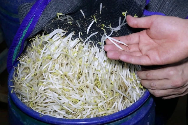 Giá đỗ ngâm, tưới "nước kẹo" thân đều, mập, không có rễ hoặc rễ ngắn, màu trắng bóng