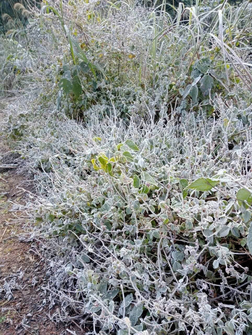 Ông Nguyễn Văn Trường, Trưởng Phòng Nông nghiệp, UBND huyện Kỳ Sơn thông tin: Trong những ngày tới, dự báo nhiệt độ tại huyện Kỳ Sơn sẽ xuống thấp. Do vậy, huyện đã chỉ đạo chính quyền các xã, hướng dẫn người dân làm tốt công tác phòng chống rét, tránh ảnh hưởng đến cuộc sống và chăn nuôi, sản xuất. Ảnh: XH