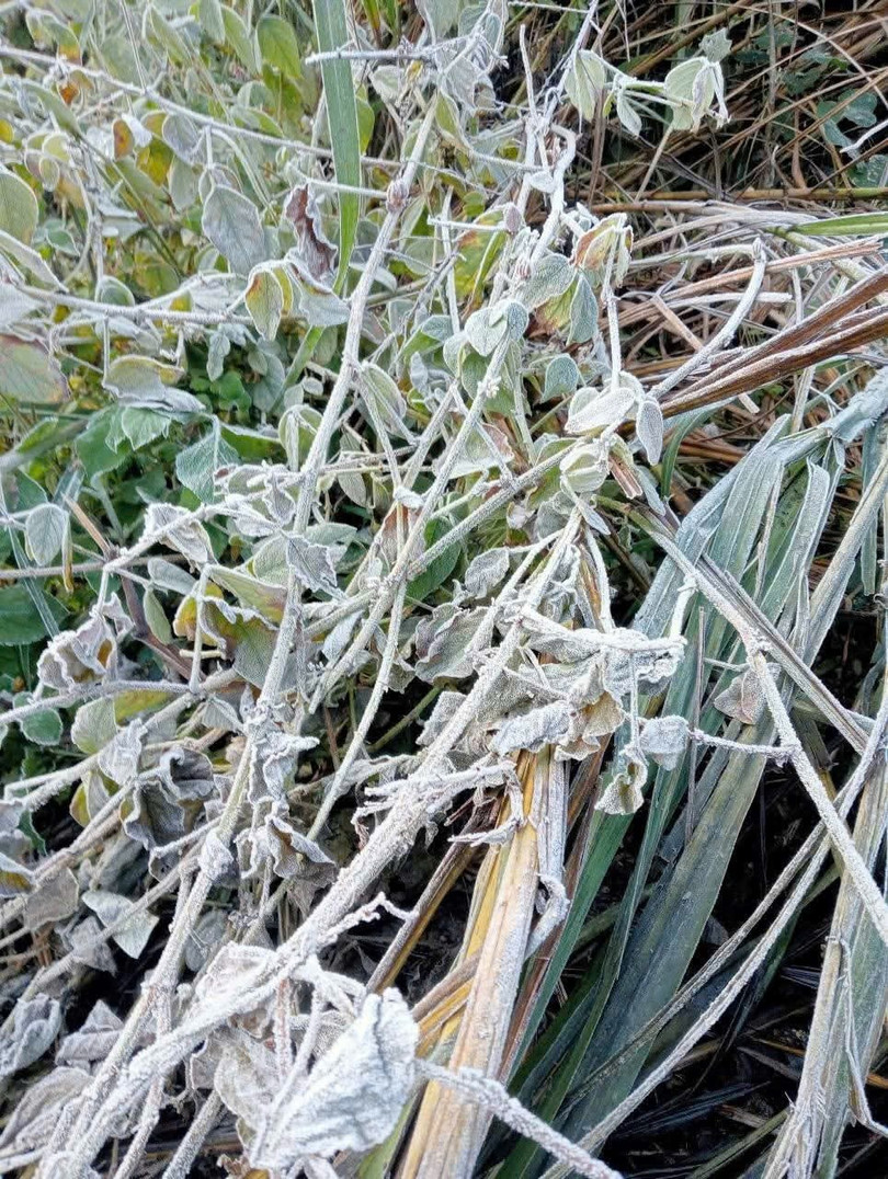 Ông Xà cho biết, qua ghi nhận, vào rạng sáng ngày 13/1 nhiệt độ tại các bản Mường Lống 1, Mường Lống 2 đo được khoảng gần 3 độ C và băng giá đã xuất hiện ở nhiều nơi.