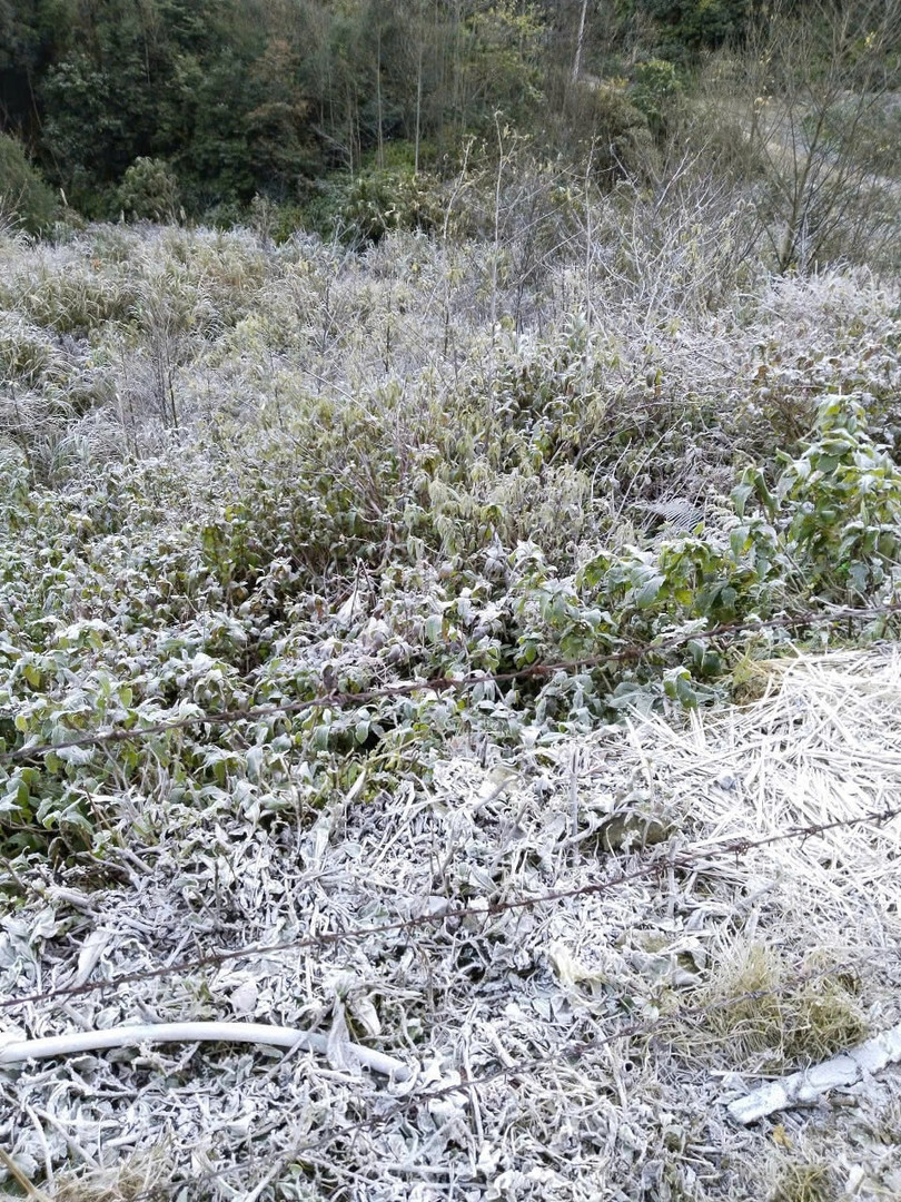 Bãi cỏ, cây cối... tràn ngập màu trắng của băng giá. Ảnh: Hải Thượng