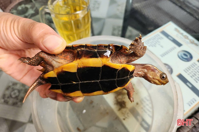 Rare turtle discovered in front of Vo Thi Hong Trang's yard bqbht_br_z6730771201552-dddbea3461dcfd4b2f96818bfb07b413.jpg