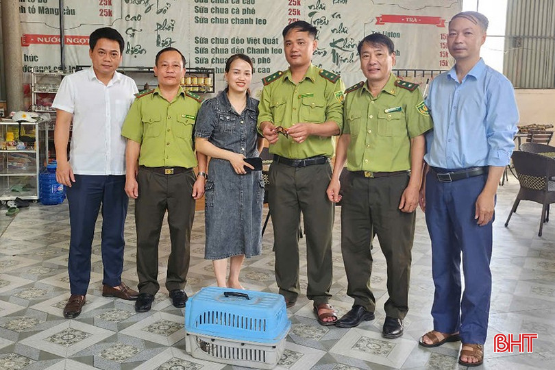 Ms. Vo Thi Hong Trang handed over the turtle to Huong Khe Forest Protection Department and Vu Quang National Park. bqbht_br_z6732909032548-7ecb652061d0ddcd85fc2fccdd8226d2.jpg