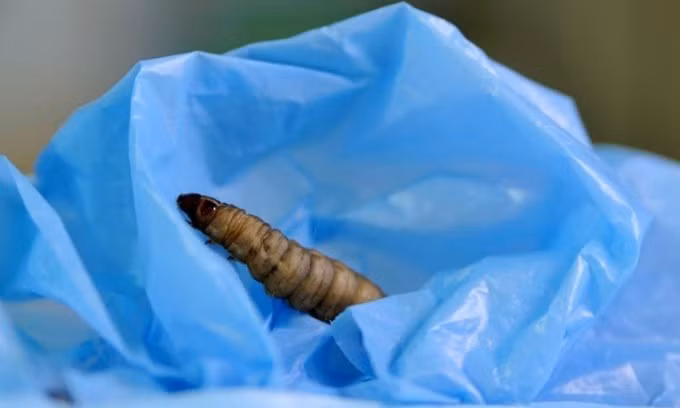 Sâu sáp có thể tiêu thụ loại nhựa mất hàng chục năm để phân hủy như polyethylene. Ảnh: Kids News