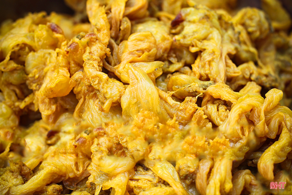 sứa lá dung1.jpeg