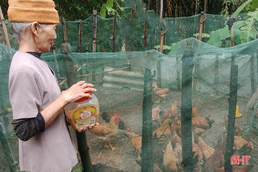 Từ đàn gà được hỗ trợ ban đầu, nhiều gia đình ở Thạch Ngọc đã tái đàn, phát triển mô hình. Từ đàn gà được hỗ trợ ban đầu, nhiều gia đình ở Thạch Ngọc đã tái đàn, phát triển mô hình.
