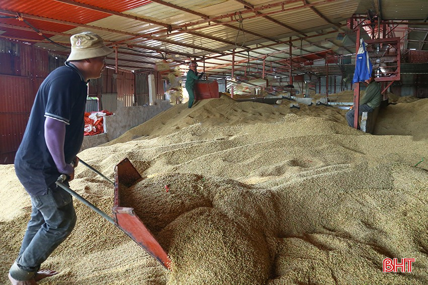 Cơ sở thu mua, sấy lúa tại xã Khánh Vĩnh Yên (Can Lộc). bqbht_br_img-3479.jpg
