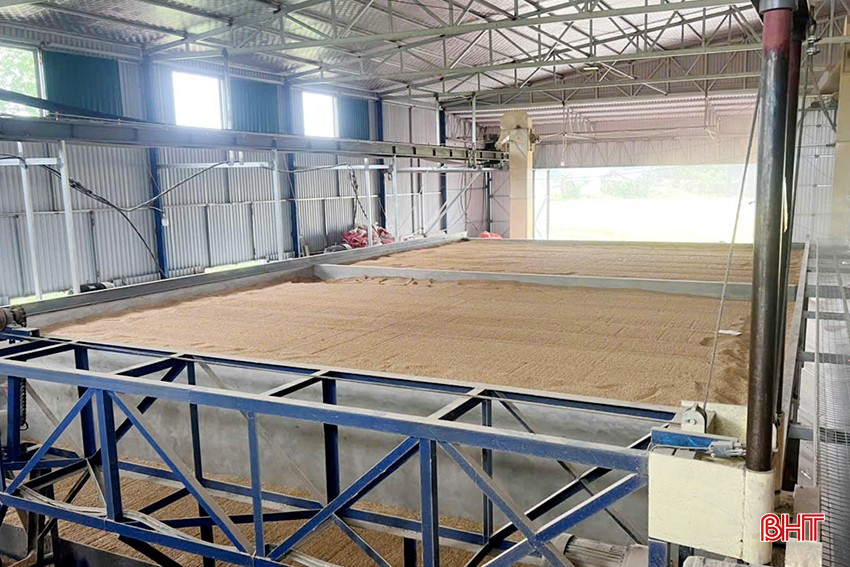 Qua rà soát sơ bộ, toàn tỉnh có 15 cơ sở, công ty, HTX có dịch vụ sấy, tập trung ở các địa bàn Can Lộc, Cẩm Xuyên, Đức Thọ, Nghi Xuân, TP Hà Tĩnh. bqbht_br_nccgc.jpg