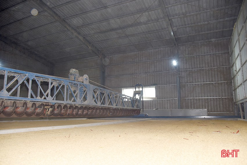 Các lò sấy của HTX Thương mại dịch vụ chế biến nông sản Hạnh Cường (TP Hà Tĩnh) đang hoạt động hết công suất. bqbht_br_dsc-8f888.jpg