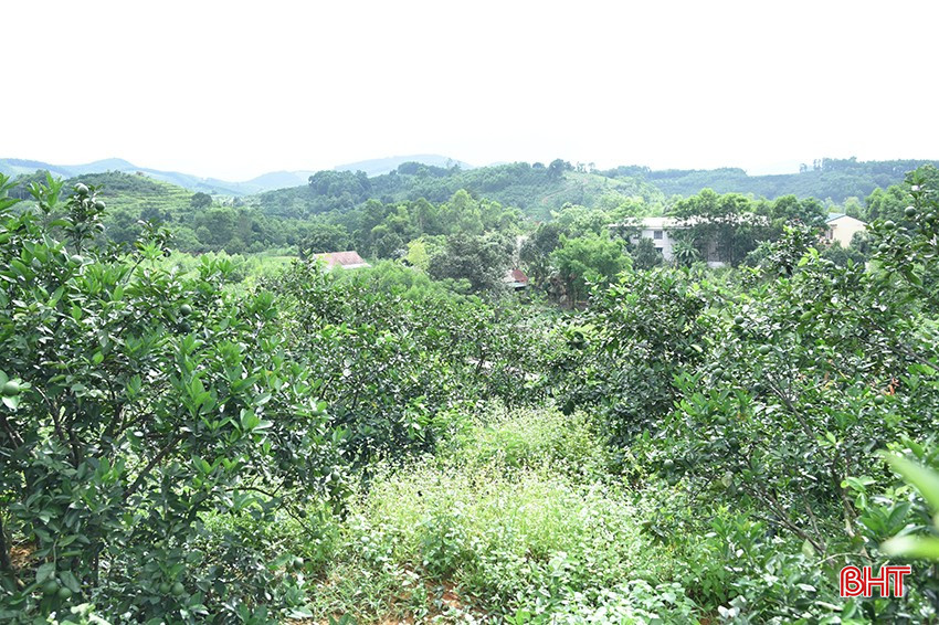 Hiện nay, ngoài dự án do Quỹ Thiện Tâm (Vingroup), trên địa bàn toàn tỉnh nhiều mô hình sản xuất nông nghiệp đã ứng dụng rộng rãi hệ thống tưới nhỏ giọt của Israel. bqbht_br_dsc-9435-copy.jpg