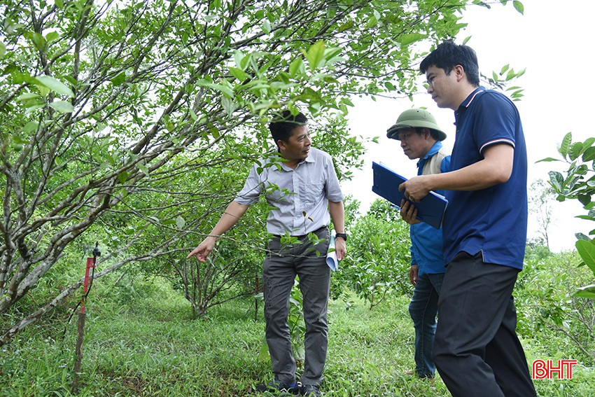 Hệ thống ống nhỏ giọt được rải đều trên toàn bộ diện tích cây trồng với hệ thống van điều áp cho phép cung cấp nước và dinh dưỡng đồng đều đến từng cây. bqbht_br_dsc-9411-copy.jpg