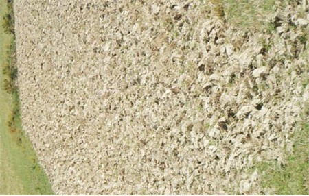 Nhiều diện tích màu phải bỏ hoang vì thiếu nước...