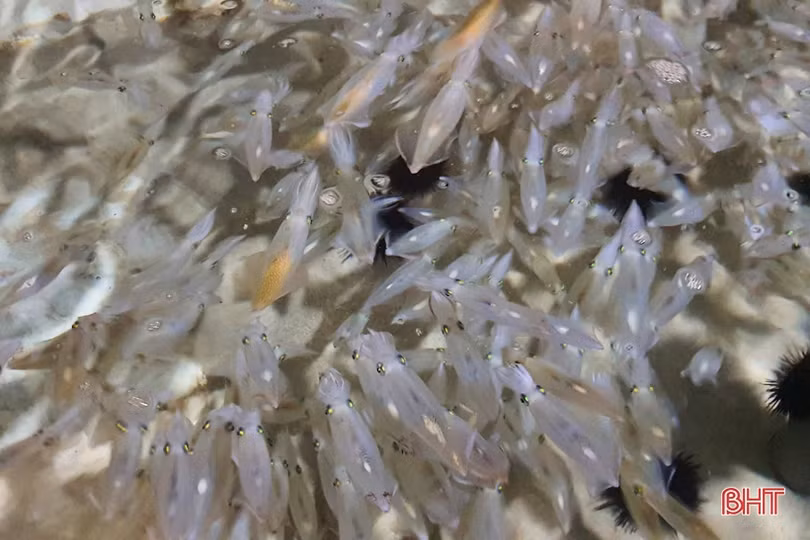 Nhà hàng ở Kỳ Xuân nuôi mực nhảy số lượng lớn phục vụ thực khách