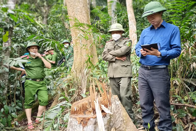 Chấn chỉnh tình trạng khai thác gỗ rừng trái phép ở Hương Khê