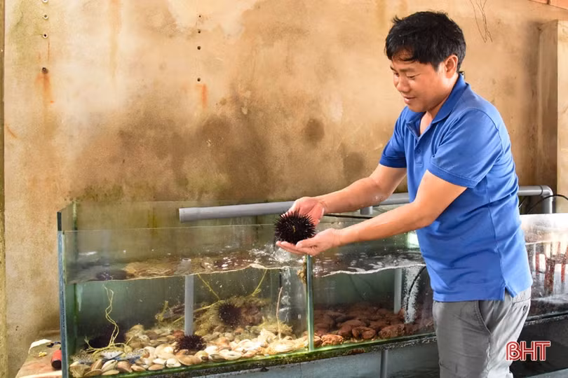 Nhà hàng ở Kỳ Xuân nuôi mực nhảy số lượng lớn phục vụ thực khách