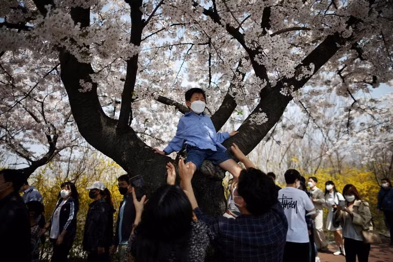 Ngẩn ngơ trước vẻ đẹp muôn sắc hoa anh đào khắp nơi trên thế giới