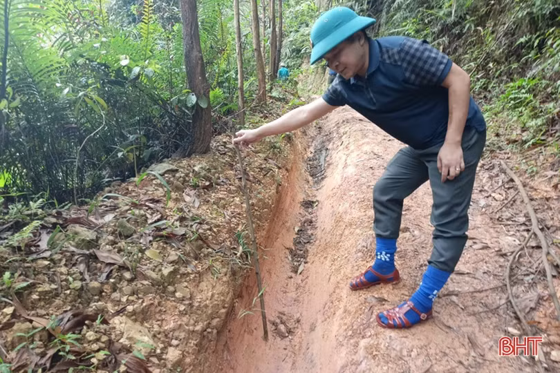 Chấn chỉnh tình trạng khai thác gỗ rừng trái phép ở Hương Khê