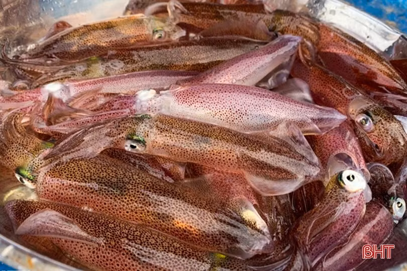 Nhà hàng ở Kỳ Xuân nuôi mực nhảy số lượng lớn phục vụ thực khách