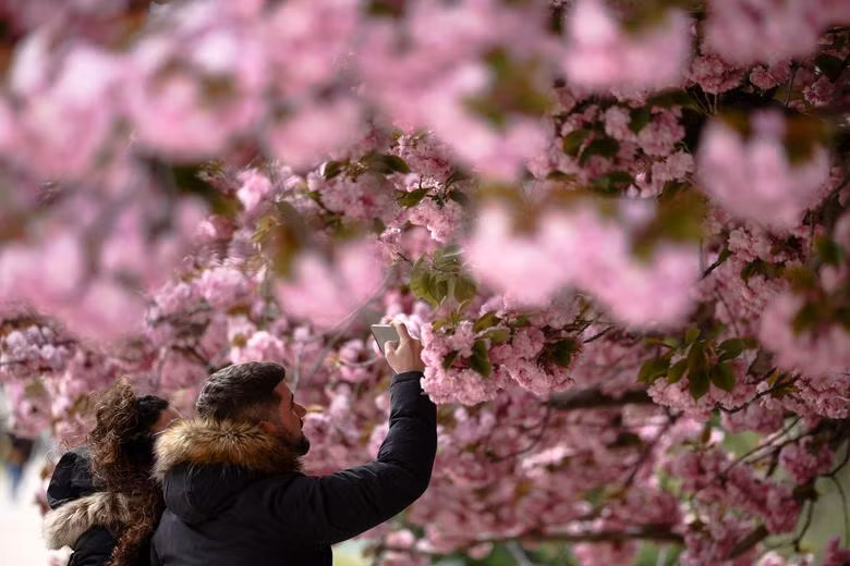 Ngẩn ngơ trước vẻ đẹp muôn sắc hoa anh đào khắp nơi trên thế giới