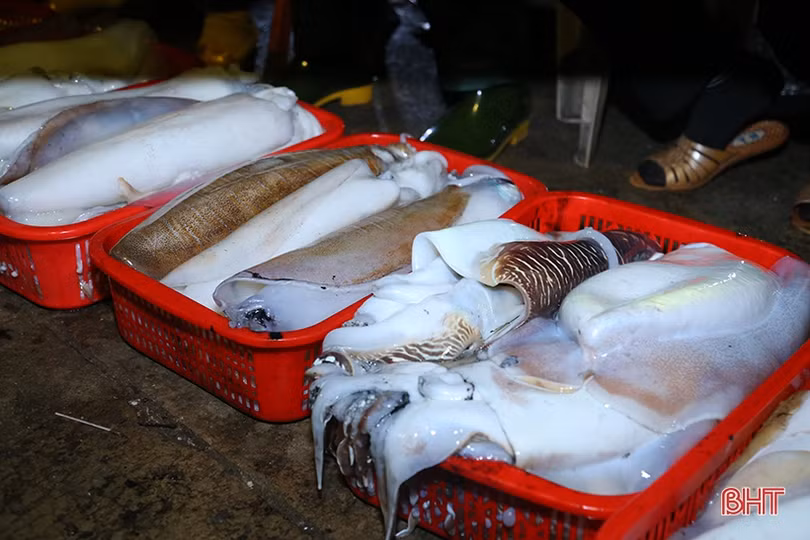 Vượt khó bám biển, ngư dân Hà Tĩnh thu hơn 870 tỷ đồng từ vụ cá Bắc