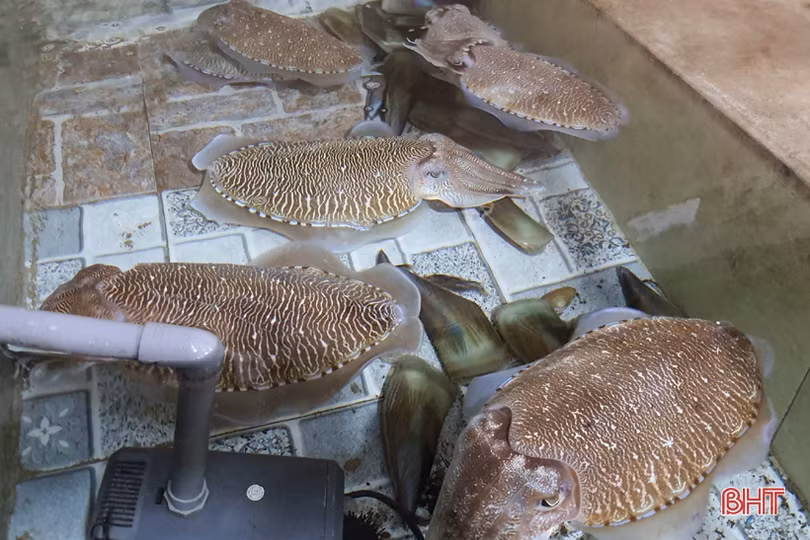 Nhà hàng ở Kỳ Xuân nuôi mực nhảy số lượng lớn phục vụ thực khách