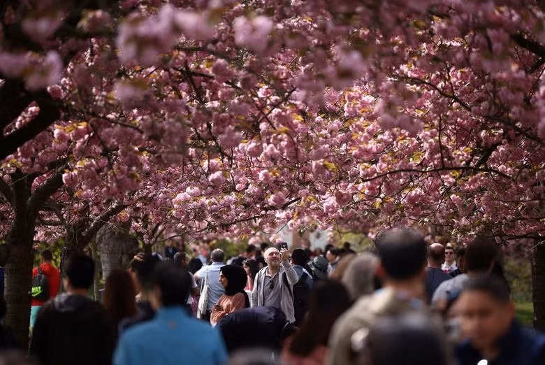 Ngẩn ngơ trước vẻ đẹp muôn sắc hoa anh đào khắp nơi trên thế giới