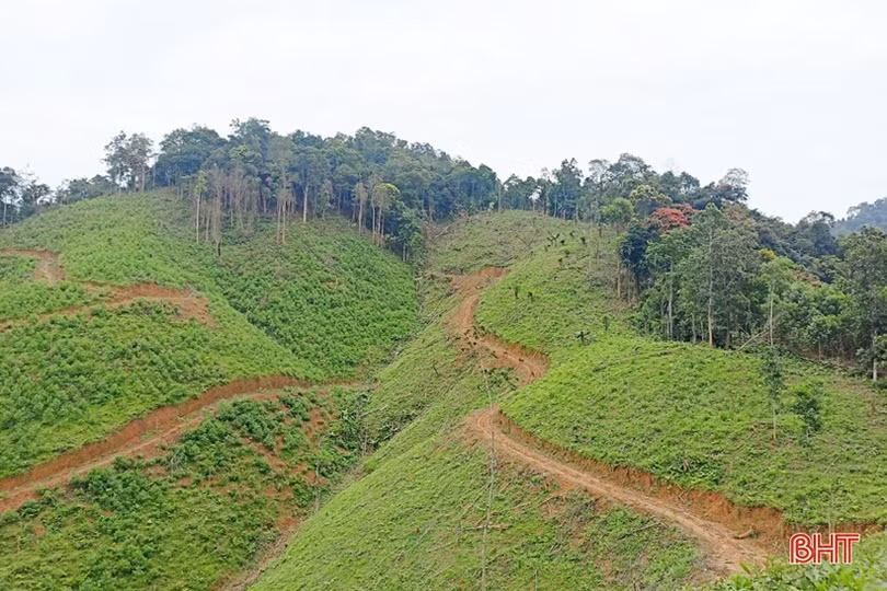 Chấn chỉnh tình trạng khai thác gỗ rừng trái phép ở Hương Khê