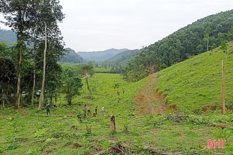 Chấn chỉnh tình trạng khai thác gỗ rừng trái phép ở Hương Khê