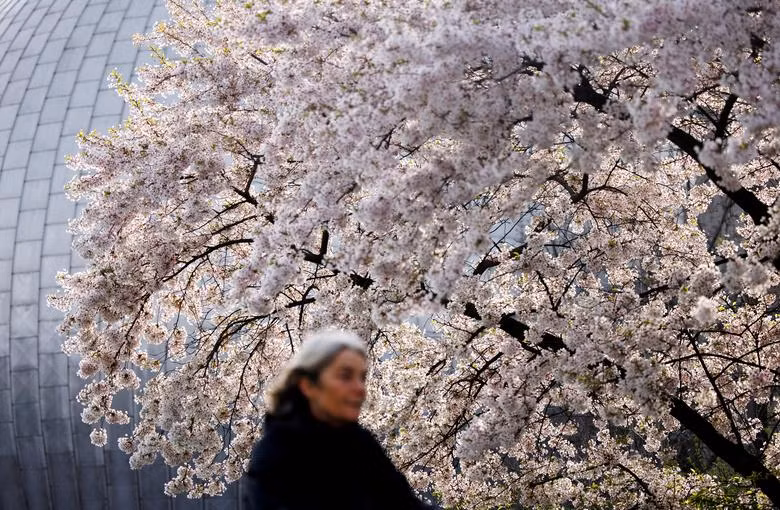 Ngẩn ngơ trước vẻ đẹp muôn sắc hoa anh đào khắp nơi trên thế giới