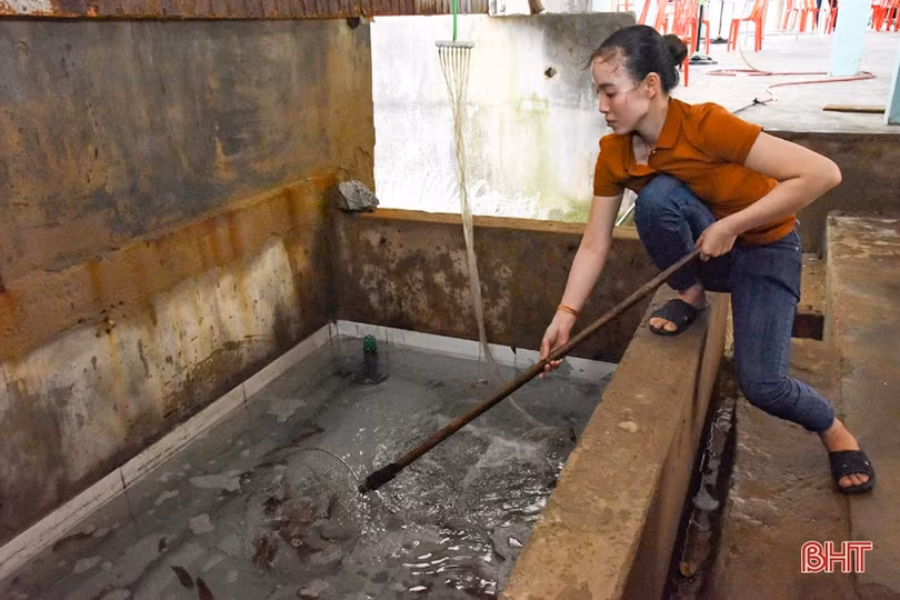 Nhà hàng ở Kỳ Xuân nuôi mực nhảy số lượng lớn phục vụ thực khách