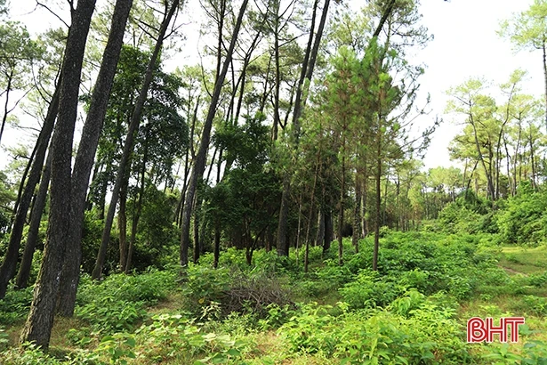 Hà Tĩnh đề nghị chuyển đổi 539 ha đất rừng, đất trồng lúa để thi công cao tốc Bắc - Nam