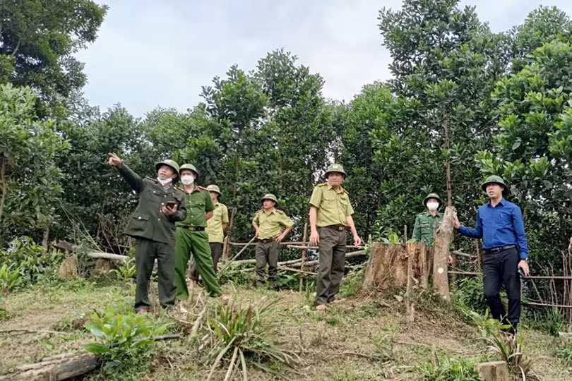 Chấn chỉnh tình trạng khai thác gỗ rừng trái phép ở Hương Khê
