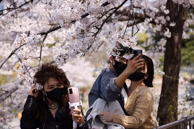 Ngẩn ngơ trước vẻ đẹp muôn sắc hoa anh đào khắp nơi trên thế giới